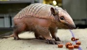 Damit die Besucher des Zoos sich auch nachtaktive Tiere ansehen können, wird im Nachttierhaus für die Tiere der Tag zur Nacht gemacht. Wenn die Tierpflegerin Marzanna Glogowska um acht Uhr morgens ihren Dienst beginnt, brennt bei den meisten ihrer Schützlinge noch Licht, das heißt, es ist für sie noch Schlafenszeit. - Weißborstengürteltier Oleg