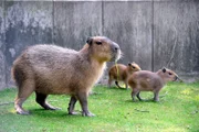 ARD/rbb PANDA, GORILLA & CO., TEIL 275, "Geschichten aus dem Zoo Berlin und Tierpark Berlin", Wasserschwein mit Nachwuchs im Zoo Berlin.
