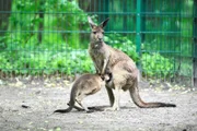 Premiere auch im Tierpark bei den Westlichen Grauen Riesenkängurus: Das rund elf Monate alte Jungtier ist aus dem mütterlichen Beutel geschlüpft und nimmt nun zaghaft Kontakt mit Bananen und den Tierpflegerin auf. Naheliegenderweise wurde der seltene australische Nachwuchs um das Känguru-Trio Cosma, Shiva und Hagen auf den Namen „Nina“ getauft.