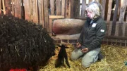 Nachwuchs auf dem Zoobauernhof: Erst wenige Minuten alt ist das Lämmchen, das auf Meyers Hof frisch geboren wurde. Tierpflegerin Manja Fuhrmann kümmert sich um die Geburtsnachsorge bei Mutterschaf und Lamm. Das Neugeborene ist noch ziemlich schwach und bringt gerade mal 2,6 Kilo auf die Waage, üblich sind vier Kilo. Jetzt ist es lebenswichtig, dass das winzige Schafbaby die Milchquelle bei seiner Mutter findet, damit es sich stärken kann. Manja muss Starthilfe geben.