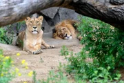 ARD/rbb PANDA, GORILLA & CO., TEIL 273, "Geschichten aus dem Zoo Berlin und Tierpark Berlin", am Mittwoch um 16:10 Uhr im ERSTEN. Ziemlich zu schaffen machte den Tierpflegern in der letzten Zeit auch die Zusammenführung des Löwen Boris (Foto) mit den beiden Schwestern Shakira und Churchilla. Drei Monate lang haben sie daran gearbeitet, dass die asiatischen Löwen gemeinsam auf die Außenanlage des Tierparks Berlin gelassen werden können. Nach kurzen, heftigen Anlaufschwierigkeiten scheint sich die Lage bei der frisch gebackenen Löwengruppe jedoch zu entspannen.