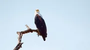 Adler