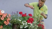 Sommerfrisur: lange Triebe stutzen