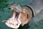 Einer recht unangenehmen Prozedur muss sich heute Flusspferd-Dame Kathi im Zoo-Berlin unterziehen: Für sie steht eine aufwendige Zahn-OP an. Doch bevor Dr. Andreas Ochs ans Werk gehen kann, muss der Koloss noch betäubt werden. Nichts für schwache Gemüter. Selbst Reviertierpfleger Uwe Fritzmann hält sich dabei lieber im Hintergrund auf.