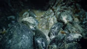 Close-up of a mussel bed. (credit: National Geographic)