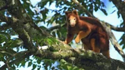 Das Matschie-Baumkänguru wird als 1 Gramm schwerer Winzling geboren und bleibt 41 Wochen im Beutel der Mutter, wo es heranwächst. Weitere Fotos erhalten Sie auf Anfrage.