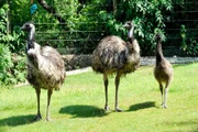 Emu-Eltern mit einem Jungtier im Zoo Berlin