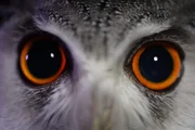 An owl stares down the camera at Farm Studios - animals feature throughout the series to represent the  biodiversity of life on Earth.