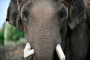 Ein Elefant im Tierpark Berlin.