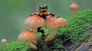 Feuersalamander sind wieder häufig an der Wupper anzutreffen.