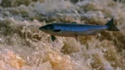Atlantischer Lachs, auf ihren Wanderungen überwinden Lachse Stromschnellen.