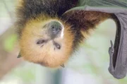 Trotz ihres niedlichen Aussehens haben die Flughunde in Mauritius einen zweifelhaften Ruf, denn sie gelten bei den Bauern als Nahrungskonkurrenten bei der Obsternte.
