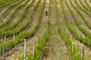 Das Weinbaugebiet Patrimonio: Seit jeher wird auf Korsika Wein angebaut und die Tropfen der Insel werden seit der Antike geschätzt. Das Weinbaugebiet Patrimonio: Seit jeher wird auf Korsika Wein angebaut und die Tropfen der Insel werden seit der Antike geschätzt.