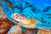 An den Korallenriffs rund um Mauritius wimmelt es nicht nur von Fischen, auch Meeresschildkröten sind hier beheimatet.