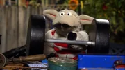 Wolle versucht mit ausgestopften Muskeln und Papphanteln, den Wolf zu beeindrucken. Ob das klappt...?