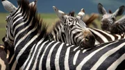Zebras bei der gegenseitigen Fellpflege