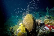 Das Laichen der Korallen auf Curaçao: Milliarden winziger Polypen werden fast auf die Sekunde genau gleichzeitig aktiv. Für die kleinen Korallenlarven beginnt dann eine Reise, die sie viele Hundert Kilometer durch die Ozeane führen kann.
