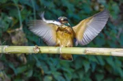 Für Eisvögel ist der Besòs ein Paradies – zumindest zeitweise. Zum Brüten müssen sie umziehen, da hier die Wände aus Lehm fehlen, in denen sie ihre Bruthöhlen bauen.