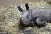Breitmaulnashorn