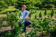 Himbeeren und Johannisbeeren können nach der Ernte geschnitten werden.