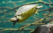 Wasserschildkröte Donatello.