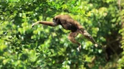 Müller-Gibbons leben in Baumkronen und hangeln sich schwingend durch das Geäst der tropischen Regenwälder.