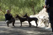 Cesar Millan