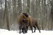 Bisons und Przewalskipferde wurden in der Zone ausgewildert, um die ursprüngliche Biodiversität der Region wiederherzustellen. Die Tiere vermehren sich normal, werden aber in der Ukraine von Wilderern dezimiert.