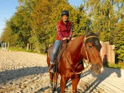Zum Westernreiten eignet sich am besten ein Quarter Horse wie Chick.