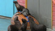Chaos bei den Robben: Stefanie Leitner hat mit Lotta, Pam, Holly und Summer etwas ganz Besonderes vor. Die vier Flossenfüßer sollen heute ein Gruppentraining machen, Synchronsprünge inklusive. Stefanie ist sich nicht sicher, wie „ihre Mädels“ heute so drauf sind, will aber trotzdem mit dem gemeinsamen Training starten. Doch die Robben machen anfangs so ziemlich, was sie wollen…