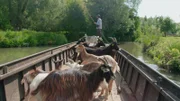 Ziegen dienen im Sumpf von St. Omer als natürliche Rasenmäher – und werden perBoot transportiert.