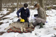 Barbara und Christoph Promberger, Wolfsexperten aus Bayern und Österreich, besendern einen Jungwolf im Zentrum der Zone. Sein Fell ist verstrahlt, aber er wirkt gesund.