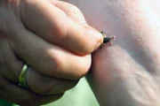 In Rumänien wird die Apitherapie europaweit noch am häufigsten gepflegt.