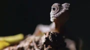 Flugdrachen haben spezielle Häute, mit denen die baumbewohnenden Echsen im dichten Regenwald von Stamm zu Stamm gleiten können.