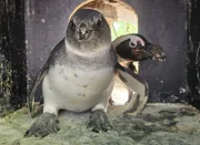 Pinguinpaar Shaka und seine Partnerin Shrimpi