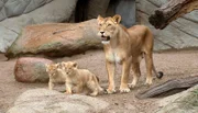 ARD/NDR LEOPARD, SEEBÄR UND CO. FOLGE 108, "Frischluftabenteuer für Löwenbabys", am Freitag um 16:10 Uhr im ERSTEN. Die Löwin zeigt ihren Jungen das Außengehege.
