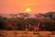 Giraffen bei Sonnenuntergang. Giraffen sind mit bis zu 6 Metern die größten Landkreaturen.