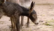 ARD/NDR LEOPARD, SEEBÄR UND CO. FOLGE 110, "Nabelbruch beim Bisonbaby", am Dienstag um 16:10 Uhr im ERSTEN. Das Eselfohlen macht seine ersten Schritte.