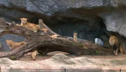 ARD/NDR LEOPARD, SEEBÄR UND CO. FOLGE 110, "Nabelbruch beim Bisonbaby", am Dienstag (17.04.12) um 16:10 Uhr im ERSTEN. Die Löwenfamilie hat es sich auf dem Baum gemütlich gemacht.