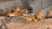 ARD/NDR LEOPARD, SEEBÄR UND CO. FOLGE 110, "Nabelbruch beim Bisonbaby", am Dienstag (17.04.12) um 16:10 Uhr im ERSTEN. Die Löwenfamilie ist im Außengehege versammelt.