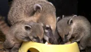 ARD/NDR LEOPARD, SEEBÄR UND CO. FOLGE 108, "Frischluftabenteuer für Löwenbabys", am Freitag (13.04.12) um 16:10 Uhr im ERSTEN. Eine Nasenbärenfamilie frisst Obst.