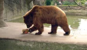 ARD/NDR LEOPARD, SEEBÄR UND CO. FOLGE 111, "Kamtschatka-Bärin Mascha will ausbüxen!", am Mittwoch (18.04.12) um 16:10 Uhr im ERSTEN. Der Bär Leo untersucht seine Eisbombe.