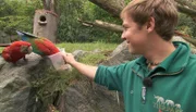 ARD/NDR LEOPARD, SEEBÄR UND CO. FOLGE 108, "Frischluftabenteuer für Löwenbabys", am Freitag um 16:10 Uhr im ERSTEN. Dave Nelde füttert zwei Aras.