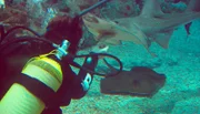 ARD/NDR LEOPARD, SEEBÄR UND CO. FOLGE 109, "Eine Jungs-WG für Kamel Kalif", am Montag (16.04.12) um 16:10 Uhr im ERSTEN. Heidrun Rohr füttert den Geigenrochen.