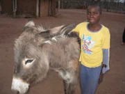 Wie die meisten Kinder im armen Matabeleland wächst Nkosi Gumbo auf dem Bauerhof seiner Großeltern auf, während seine Eltern im benachbarten Südafrika arbeiten.