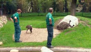 ARD/NDR LEOPARD, SEEBÄR UND CO. FOLGE 107, "Kängerus im neuen Hagen-out-beck", am Donnerstag um 16:10 Uhr im ERSTEN. Dave Nelde und Thomas Feierabend beobachten die Emus.