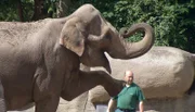 ARD/NDR LEOPARD, SEEBÄR UND CO. FOLGE 111, "Kamtschatka-Bärin Mascha will ausbüxen!", am Mittwoch (18.04.12) um 16:10 Uhr im ERSTEN. Der Elefant hebt sein Bein.
