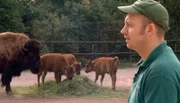ARD/NDR LEOPARD, SEEBÄR UND CO. FOLGE 107, "Kängerus im neuen Hagen-out-beck", am Donnerstag (12.04.12) um 16:10 Uhr im ERSTEN. Tierpfleger Kevin Surmilo und seine Lieblings-Bisonstute Montana.