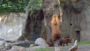 ARD/NDR LEOPARD, SEEBÄR UND CO. FOLGE 111, "Kamtschatka-Bärin Mascha will ausbüxen!", am Mittwoch um 16:10 Uhr im ERSTEN. Bärin Mascha klettert den Baum im Gehege zu.