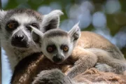 Female and her baby ring tailed lemur;